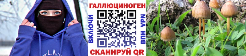 купить   Гай  Псилоцибиновые грибы Magic Shrooms 